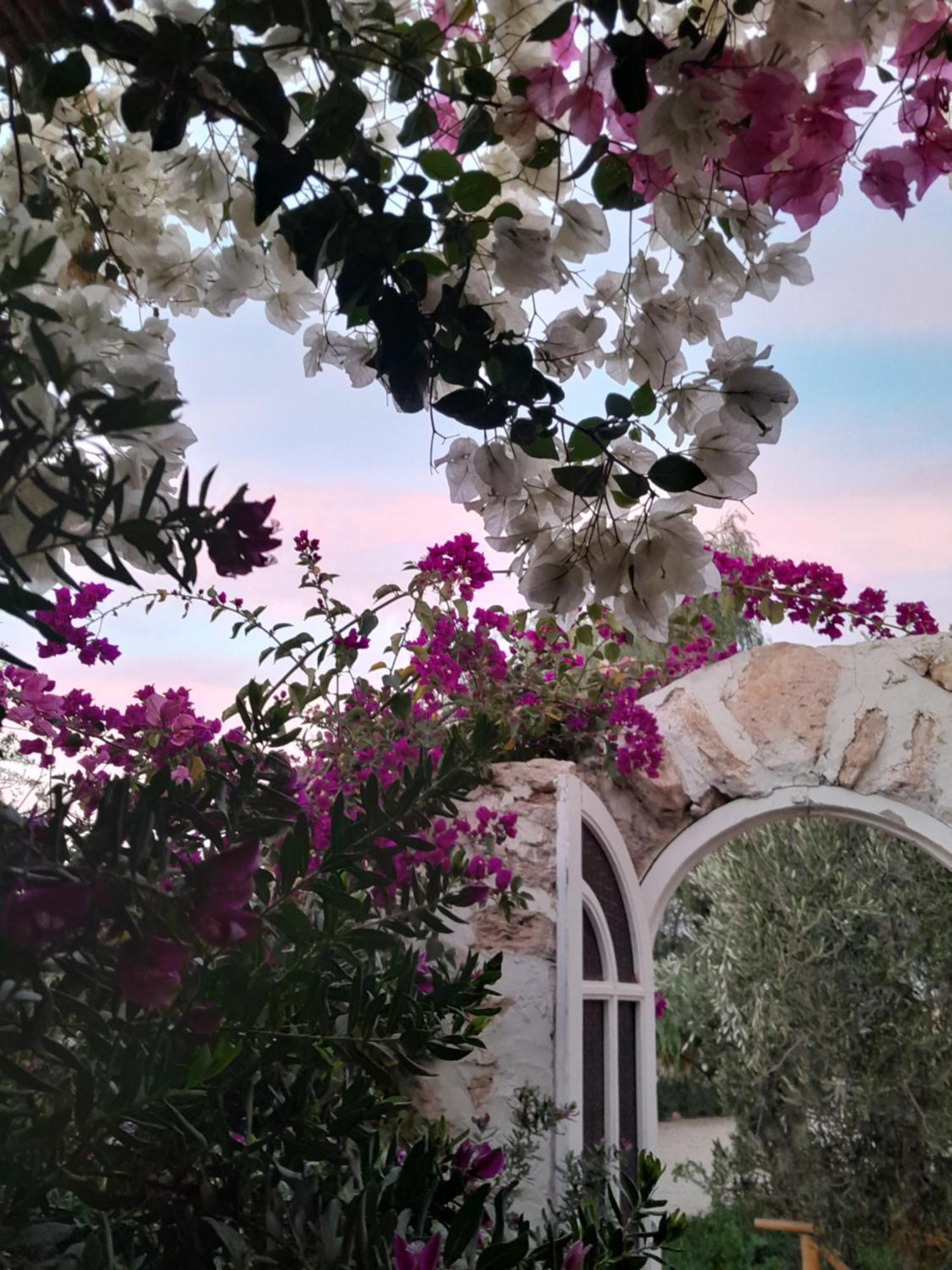 Riad Sanam الصويرة المظهر الخارجي الصورة